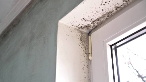 Best Attic Mold Remediation in Mcconnellsburg, PA