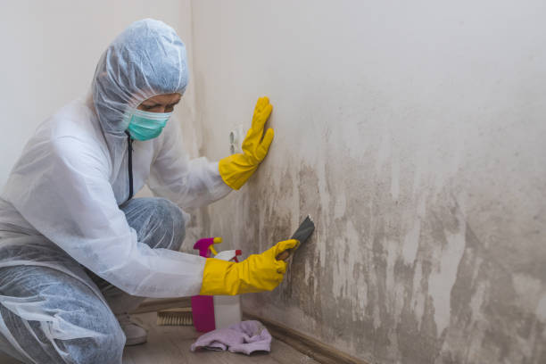 Best Commercial Mold Remediation in Mcconnellsburg, PA