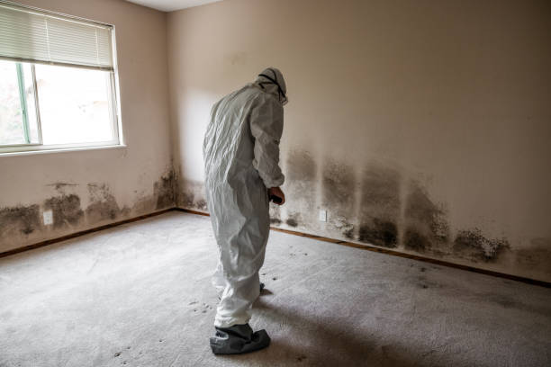 Best Basement Mold Remediation in Mcconnellsburg, PA